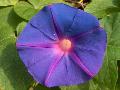 Morning Glory / Ipomoea purpurea